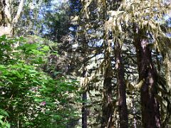 11C Walking Along The Path In The Alaska Rainforest Sanctuary Near Ketchikan Alaska