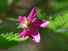 11F Salmonberry Plant In The Alaska Rainforest Sanctuary Near Ketchikan Alaska