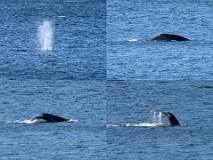 01E We Spotted Our First Whales From The Cruise Ship Passing Through A Narrow Strait After Leaving Ketchikan For Juneau