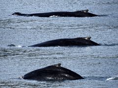 02A Our First Humpback Whale Sighting In Auke Bay Near Juneau Alaska