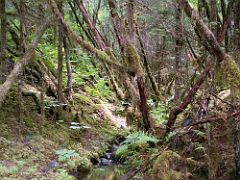 04B Trees And Small Stream From East Glacier Trail At Mendenhall Glacier Near Juneau Alaska 1999