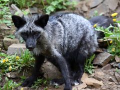 04C Black Fox At The Kroschel Wildlife Center Near Haines Alaska