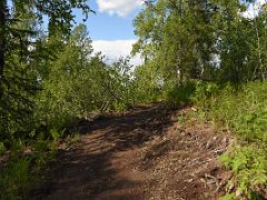 02B The Curry Ridge Trail Is Well Maintained In Denali State Park Alaska