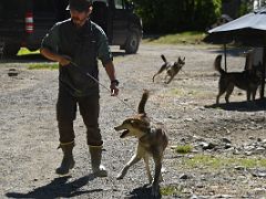 02B One Of The Lucky Dogs Picked To Do A Practice Run At Sun Dog Kennel Talkeetna Alaska