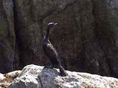 03D Cormorant Bird On A Rock On Northwestern Fjord Cruise From Seward Alaska