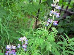 04A Lupines Line The Beginning Of The Harding Icefield Trail Near Seward Alaska