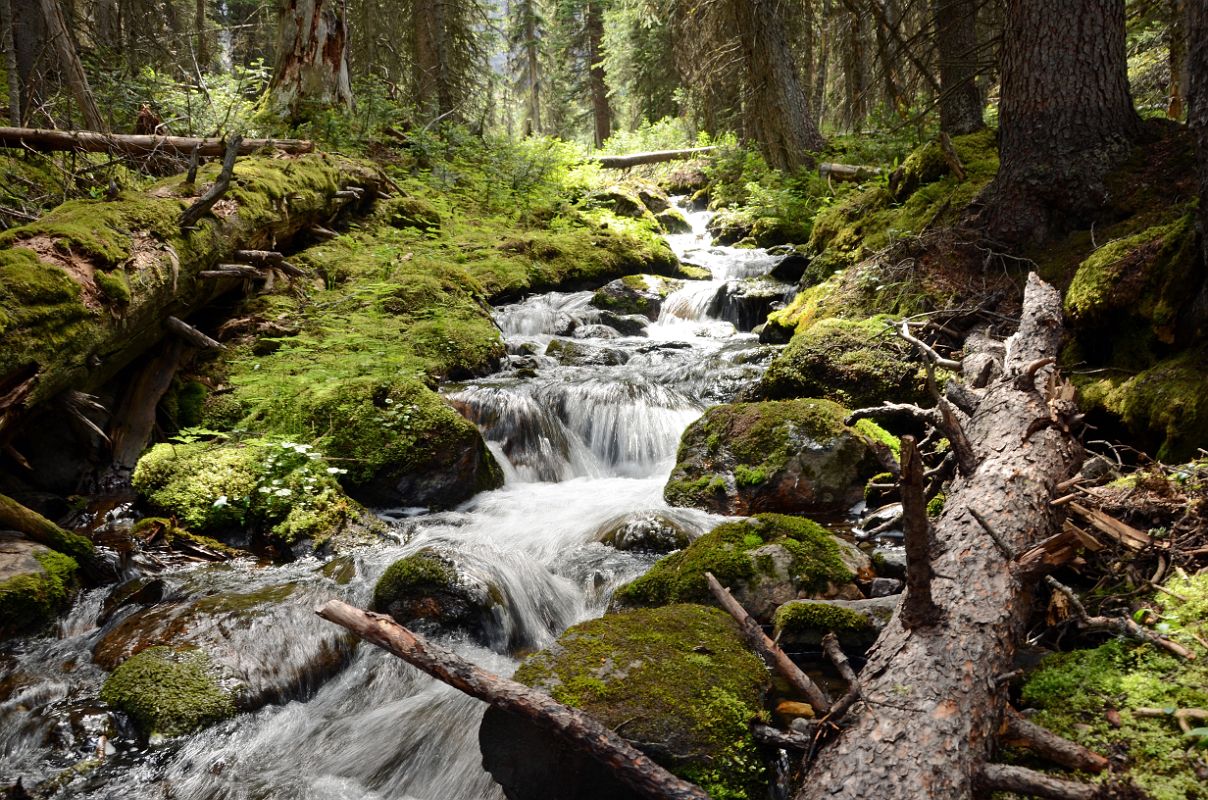 52 Passing Through A Forest With A Small Stream On West Opabin Trail Near  Lake O-Hara