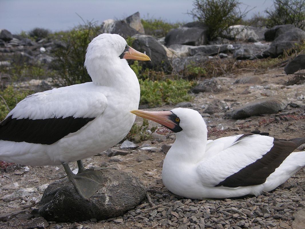 Galapagos 3-1-10 Espanola Punta Suarez Nazca Masked Booby Close Up