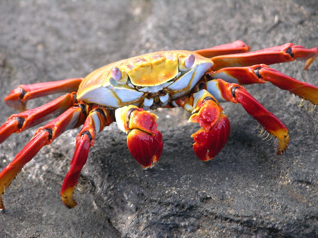 Galapagos 6-1-09 Santiago Puerto Egas Sally Lightfoot Crab