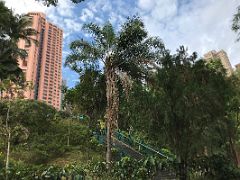 01B Walking past the green plants and trees up the steep stairs from the entrance to the Zoological part of Hong Kong Zoological and Botanical Gardens