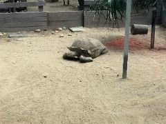 04C Spurred tortoise in the Hong Kong Zoological and Botanical Gardens