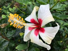 07C White hibiscus flower in Hong Kong Zoological and Botanical Gardens