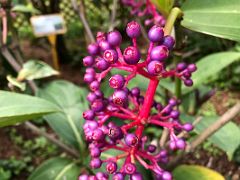 07D Medinilla magnifica is native to the Philippines and is commonly known as the Philippine orchid in Hong Kong Zoological and Botanical Gardens