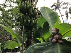 08 Dangles monkey with bananas in Hong Kong Zoological and Botanical Gardens