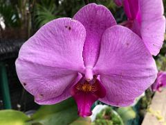 10B Pink Orchid in Hong Kong Zoological and Botanical Gardens