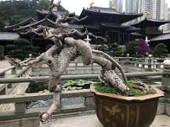 03A Lotus Pond Garden with a bonsai tree and Hall of the Heavenly Kings beyond Chi Lin Nunnery Hong Kong