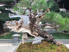 03B Lotus Pond Garden bonsai tree Chi Lin Nunnery Hong Kong