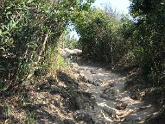 06A Trees overhand the trail Dragons Back hike Hong Kong