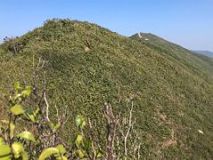 06B The forested trail ahead showing the lumps on the Dragons Back hike Hong Kong