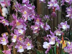 05B Oncidium orchids in the Forsgate Conservatory Hong Kong Park