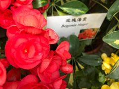 05D Pink begonia flower in the Forsgate Conservatory Hong Kong Park