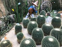 06 A display of Echinocactus grusonii golden barrel cactus in the Forsgate Conservatory Hong Kong Park