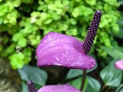 07D Purple anthurium flower in the Forsgate Conservatory Hong Kong Park