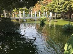 11B A white swan with a black head in Bird Lake in Kowloon Park Tsim Sha Tsui Kowloon Hong Kong