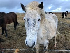 04B A white Icelandic horse comes to the fence on the drive from Reykjavik to Snaefellsnes Iceland