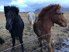 04C A black Icelandic horse and a brown Icelandic horse comes to the fence on the drive from Reykjavik to Snaefellsnes Iceland