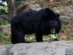 06A Asiatic Tibetan Himalayan Black Bear At Padmaja Naidu Himalayan Zoological Park In Darjeeling Near Sikkim India