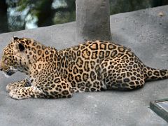 06D Leopard At Padmaja Naidu Himalayan Zoological Park In Darjeeling Near Sikkim India