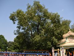 05A Bodhi Tree Which is Supposedly A Descendant of the Tree Beneath Which Buddha Achieved Enlightenment At Mulagandha Kuti Vihara Sarnath India