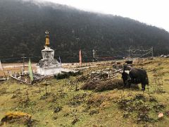 05B I Keep My Eye On A Yak Near A Chorten In Yumthang Valley Of Flowers 3564m Sikkim India