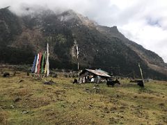 06 A Yak Herders House And Yaks In Yumthang Valley Of Flowers 3564m Sikkim India