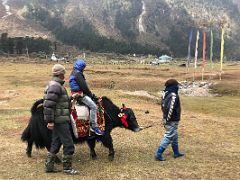 09 Yak Rides Are A Fun Tourist Activity In Yumthang Valley Of Flowers Sikkim India
