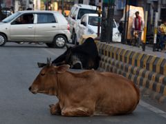 02B Holy Cows Are Free To Rest On The Crowded Streets Of Varanasi Old Town India
