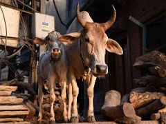 09B Cows Are Free To Wander The Narrow Streets In Varanasi Old Town India