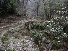 07C The Trails Climbs From Bakhim Toward Tshoka Passing White Rhododendron On The Goecha La Kangchenjunga Trek