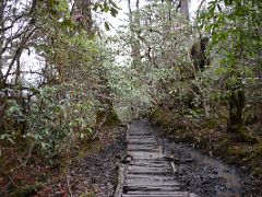 12A The Muddy Trail With Rhododendrons After Leaving Tshoka On The Hike To Dzongri On The Goecha La Kangchenjunga Trek