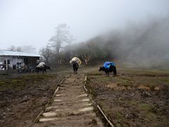 13A We Arrived In Phedang 3685m After Hiking Three Hours From Tshoka On The Hike To Dzongri On The Goecha La Kangchenjunga Trek