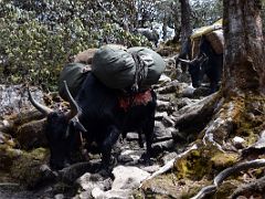 04B Some Of The Tour Groups Used Yaks At Kokchrung On The Trek Between Dzongri And Lamuney On The Goecha La Kangchenjunga Trek