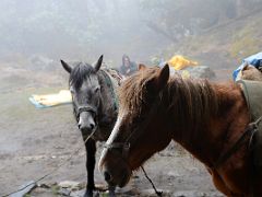 01A The Horses Carried Our Gear Back To Kokchrung 3717m From Lamuney On The Goecha La Kangchenjunga Trek