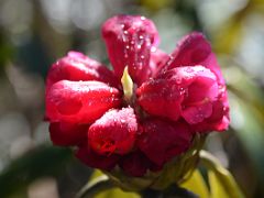 03C Red Rhododendron Close Up From The Trail Between Kokchrung And Phedang On The Goecha La Kangchenjunga Trek