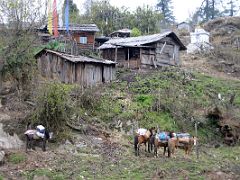 04C From Phedang We Trekked Back To Tshoka 2955m Where W Stayed The Night On The Goecha La Kangchenjunga Trek