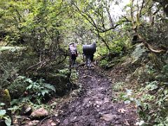 06B Muddy Trail In The Trees On Day 1 Of Green Lake Trek To Tallem To Kangchenjunga East Face Sikkim India