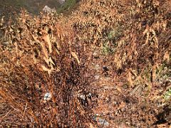 03B The Trail Goes Thru Brush For The Last Time On The Way From Yabuk Camp On Day 4 Of Kangchenjunga East Face Green Lake Trek Sikkim India