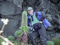 02B Jerome Ryan With Lobelia Deckenii Hiking Between Machame Camp And Shira Hut Camp On Day 2 Of The Machame Route Climbing Mount Kilimanjaro Kili October 2000