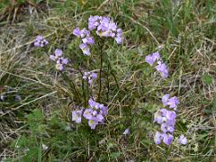 03B Wildflowers Next To The Trail Toward Rawsons Pass On The Mount Kosciuszko Australia Hike