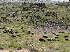 03A Sheep graze on the side of the hill and next to the river on hike to Tulpar Lake from Ak-Sai Travel Lenin Peak Base Camp 3600m